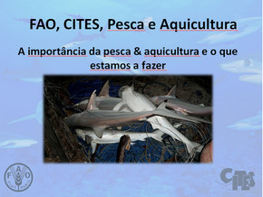 Presentations on CITES-listed sharks and manta rays