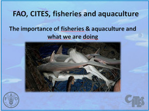 Presentations on CITES-listed sharks and manta rays