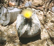 Astrophytum Myriostigma