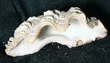 Giant Clam