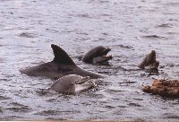 Bottlenose Dolphin