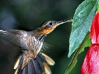 Hummingbird