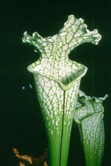 White-topped Pitcherplant