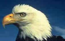 Bald Eagle, White-headed Eagle