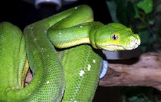 Green Tree Python