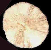 Mushroom Coral 