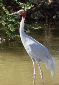 Sarus Crane