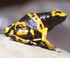 Yellow-banded Poison Frog