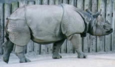 Great Indian Rhinoceros