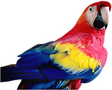 Macaw Parrot