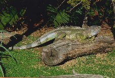 Green Iguana