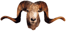 Argali Sheep