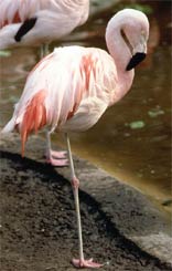 Chilean Flamingo