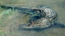 American Alligator