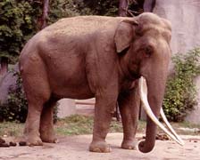 Asian Elephant