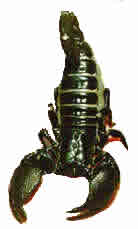 Emperor Scorpion 