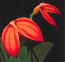 Masdevallia ignea