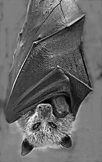 Golden crowned fruit bat