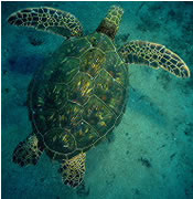 Green Turtle - USFWS/David Vogel