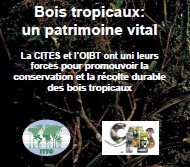 Bois tropicaux: un patrimoine vital La CITES et l'OIBT 