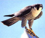 Peregrine Falcon